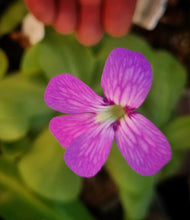 Load image into Gallery viewer, Pinguicula moranensis &quot;Superb&#39;&#39;
