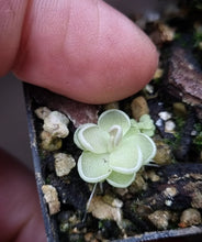 Load image into Gallery viewer, Pinguicula esseriana

