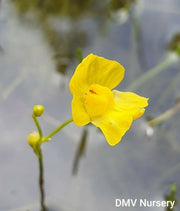 Utricularia gibba DMV450