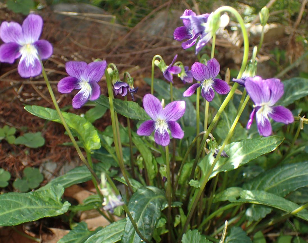 Viola betonicifolia Native Violet